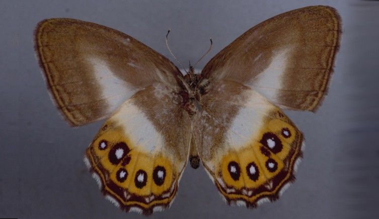 A butterfly named after Lord of the Rings villain Sauron&#039;s all-seeing eye.