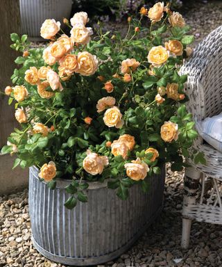 orange rose in container 'Roald Dahl'