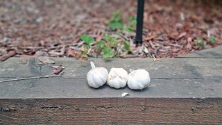 Garlic bulbs in yard