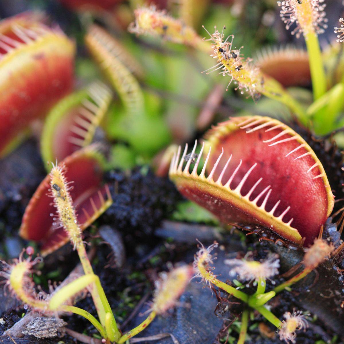 これら 4 つの屋内食虫植物を試してみましょう: あなたの植物コレクションに加えたい不気味な肉食動物