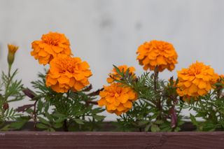 orange marigold close up on a light background