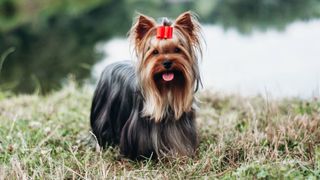 Yorkshire terrier