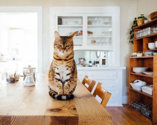 how to get rid of pests - a cat on a kitchen table - unsplash