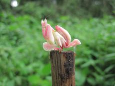 an orchid mantis