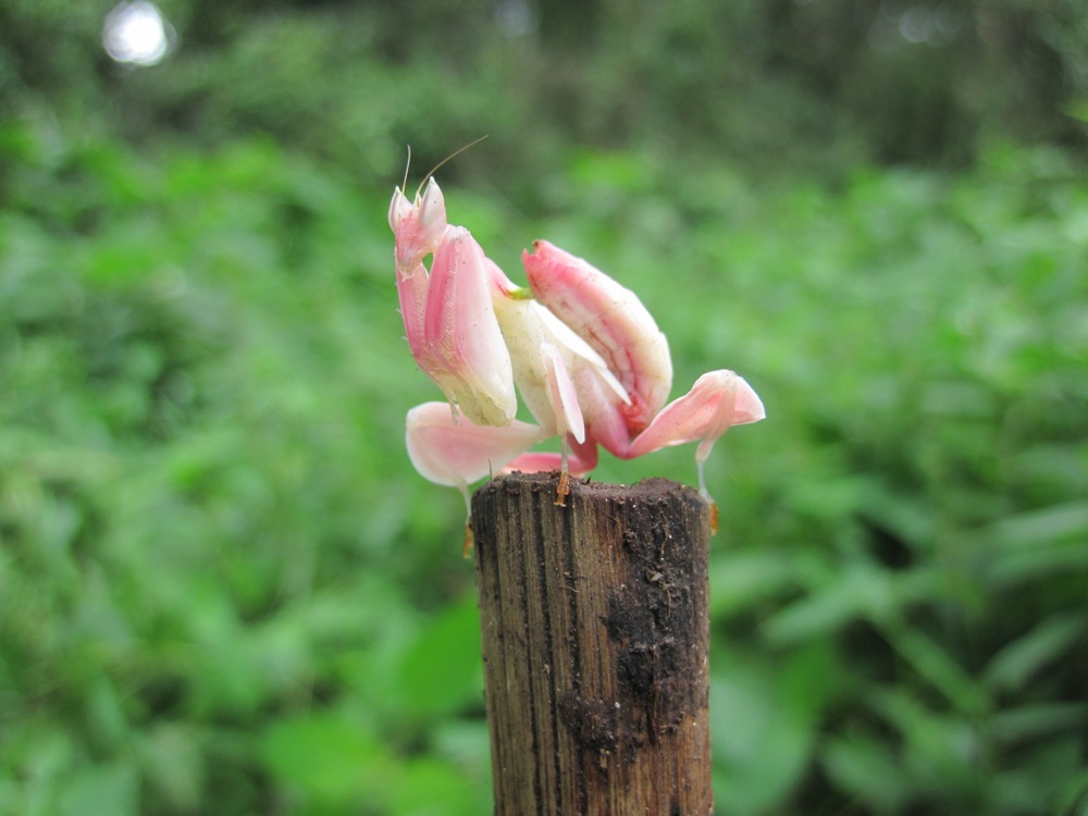 orchids that look like animals