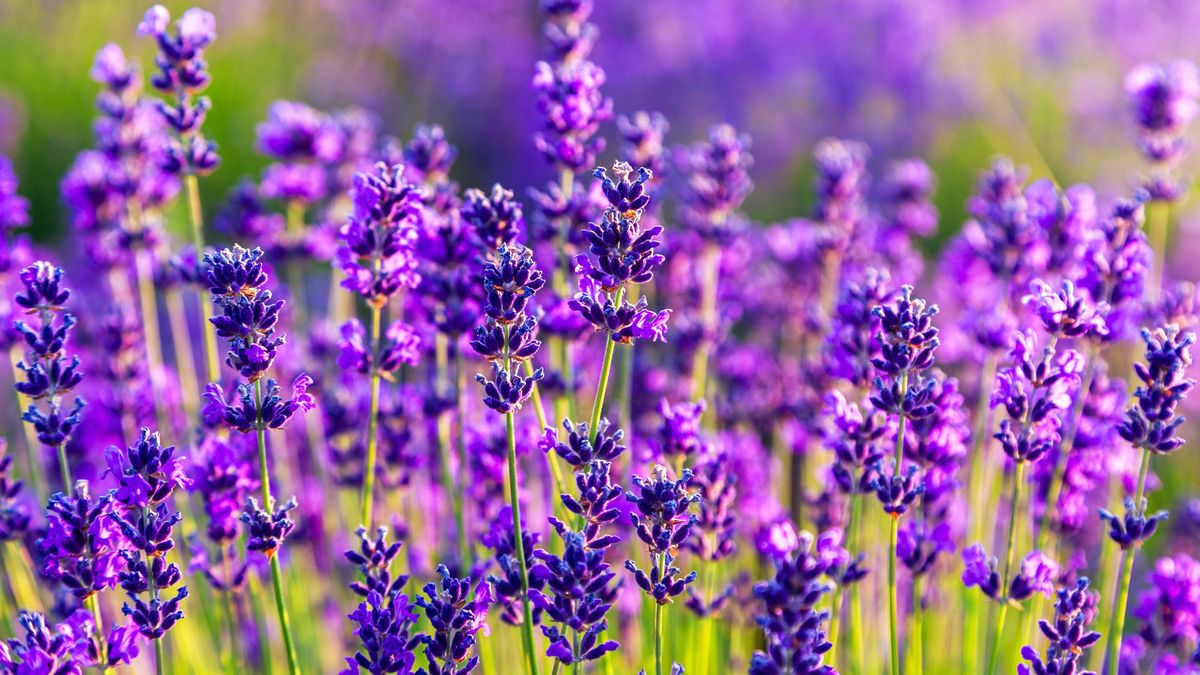 This Fragrant Long-Blooming Lavender Just Went on Sale and it's the Toughest Variety for any Backyard