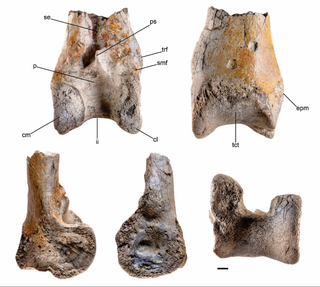 3D scan of the fossilized leg bone of a terror bird found in Colombia