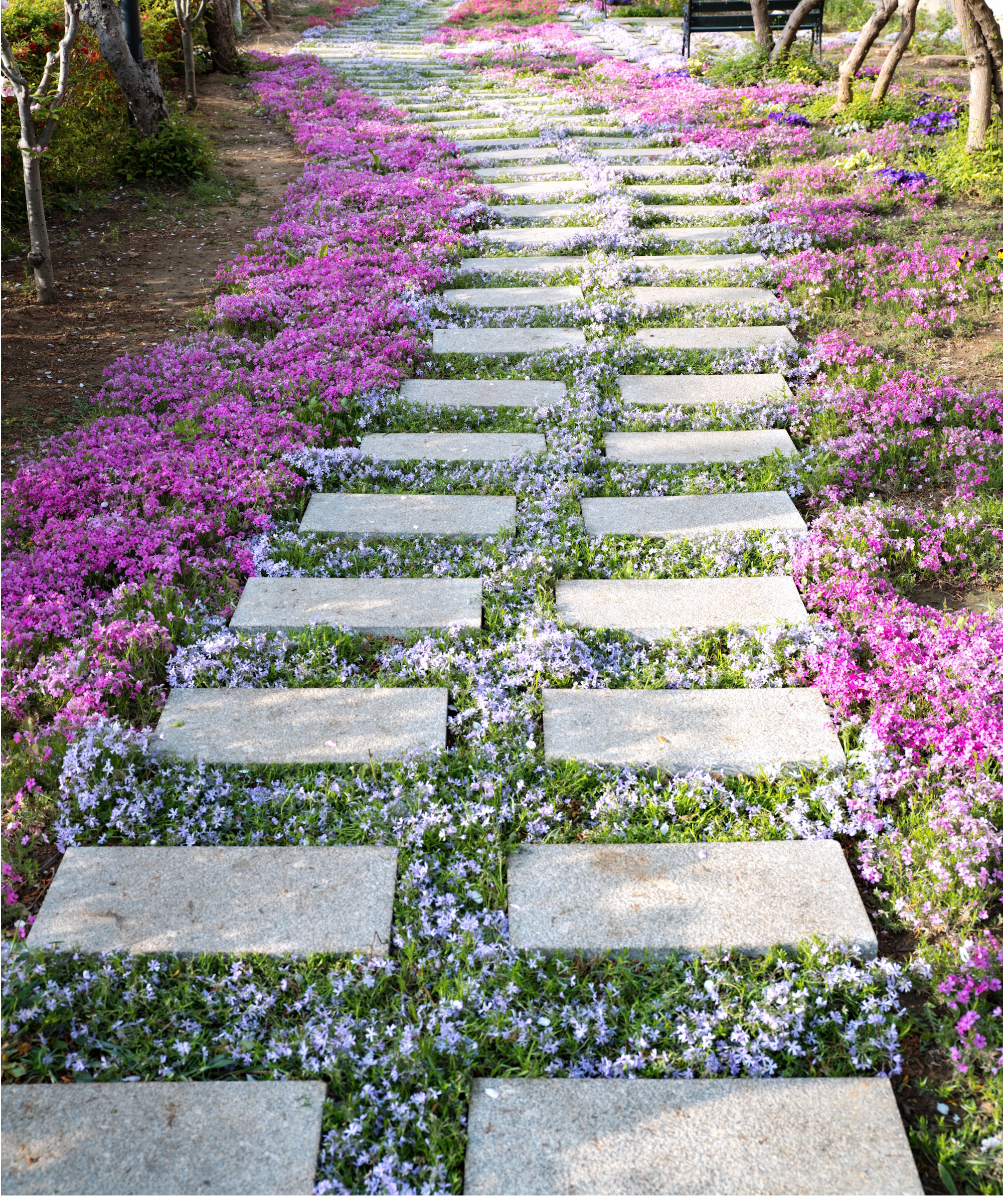 Garden path with creeping thyme