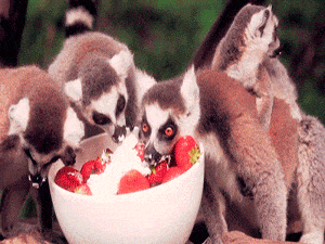 Lemur's Eating Strawberries & Cream