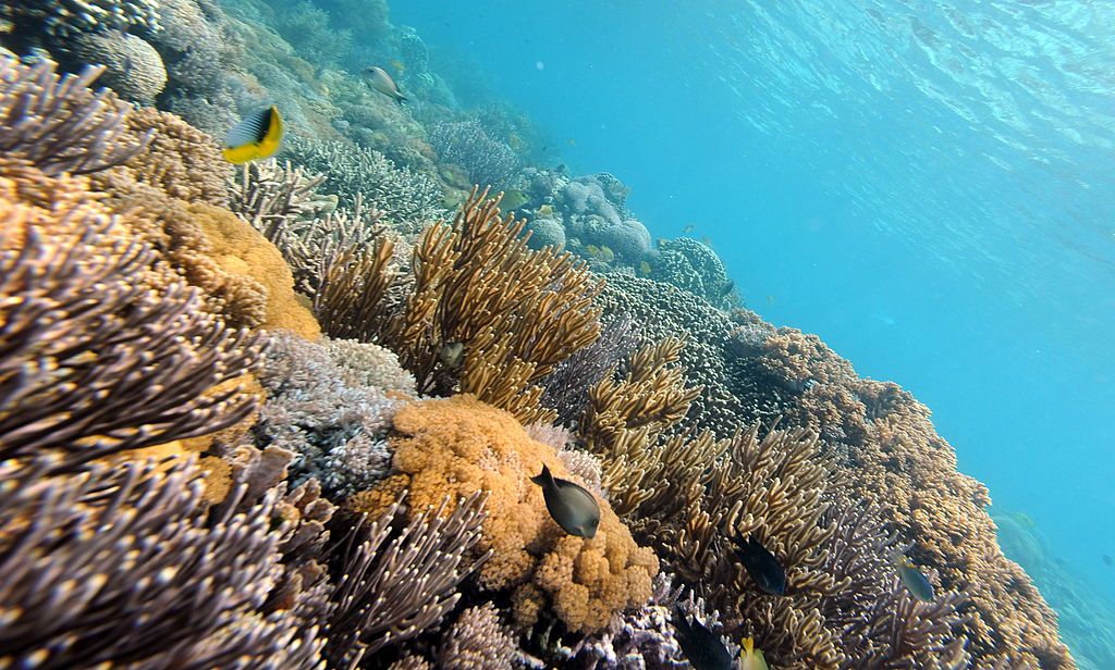 Coral reef in the ocean.