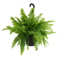 Altman Plants Boston Fern House Plant in 6&rdquo; Hanging Basket