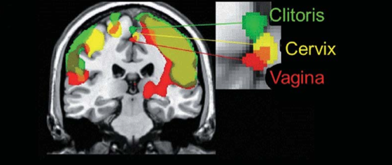 Vagina, Clitoris and Cervix Map
