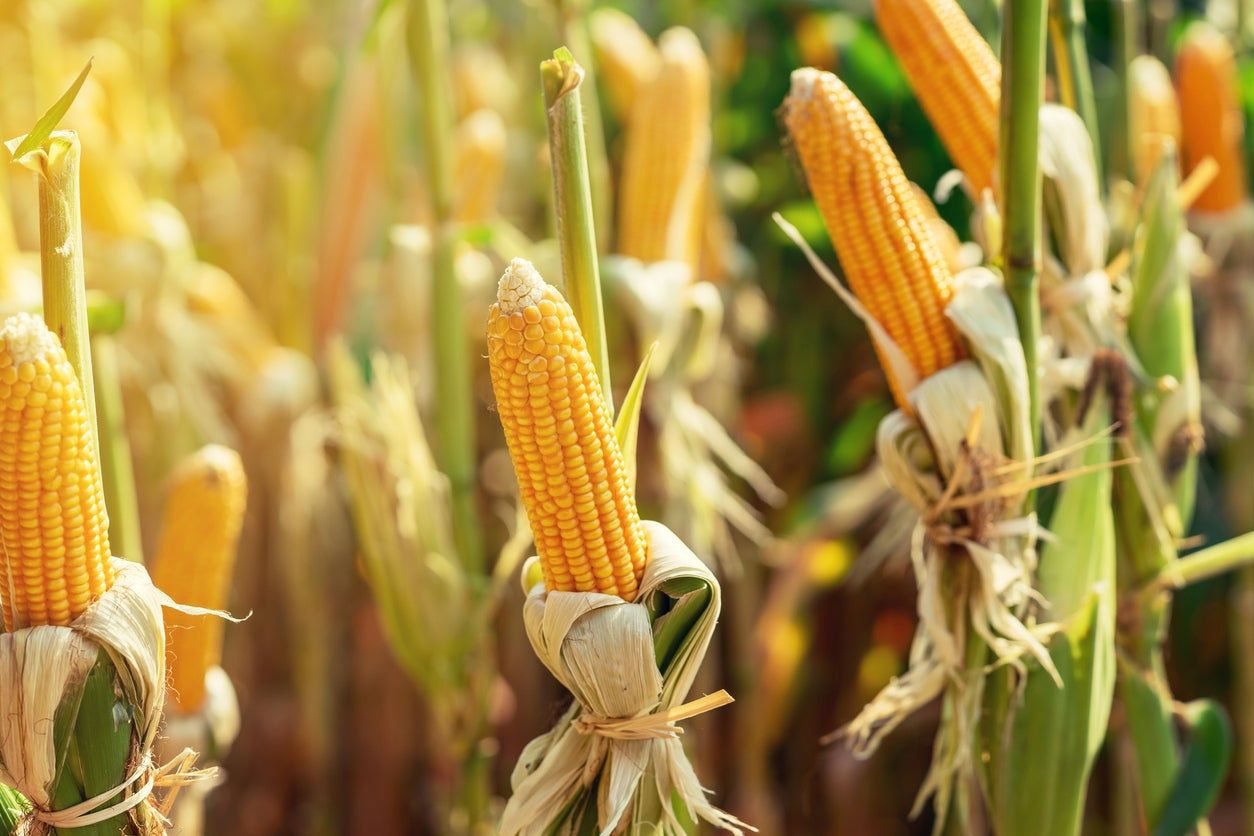 Ripe Corn Plants