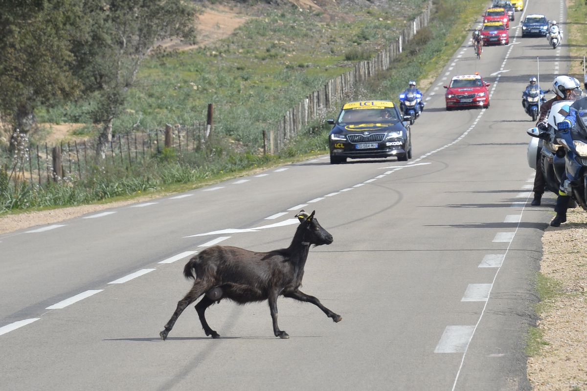 A goat runs across the road