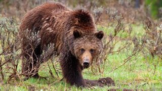 Grizzly bear in scrubland