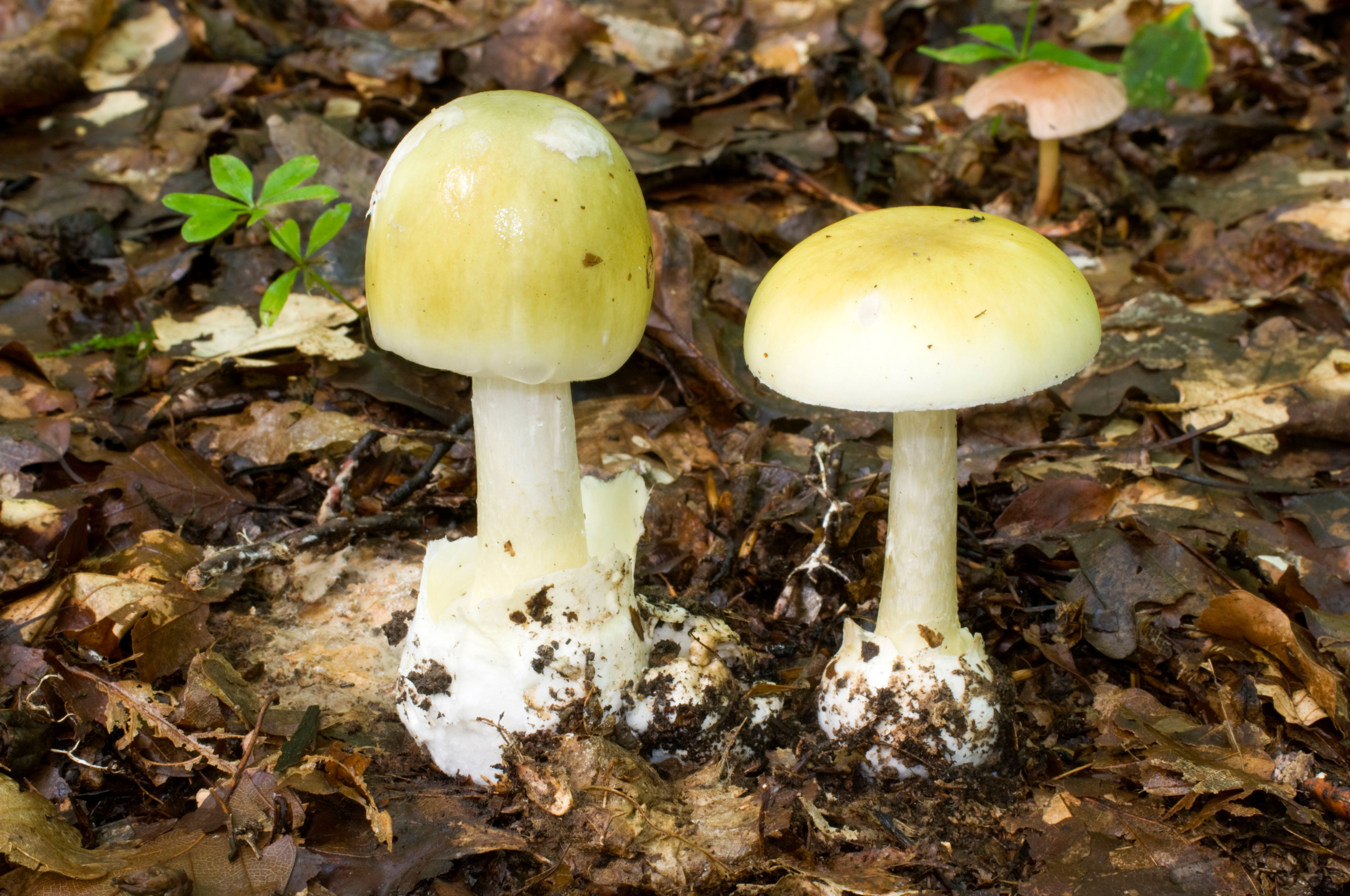 Two small, innocent-looking yellow mushrooms