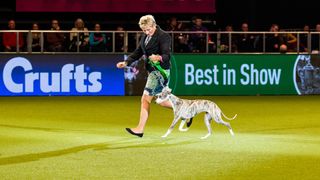 Whippet winning in show ring