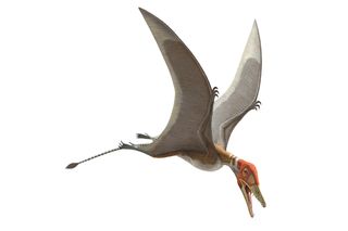 One of the oldest known pterosaurs, this species lived around 220 million years ago.