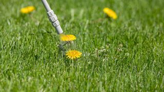 Dandelion weed in lawn and spraying weed killer herbicide.