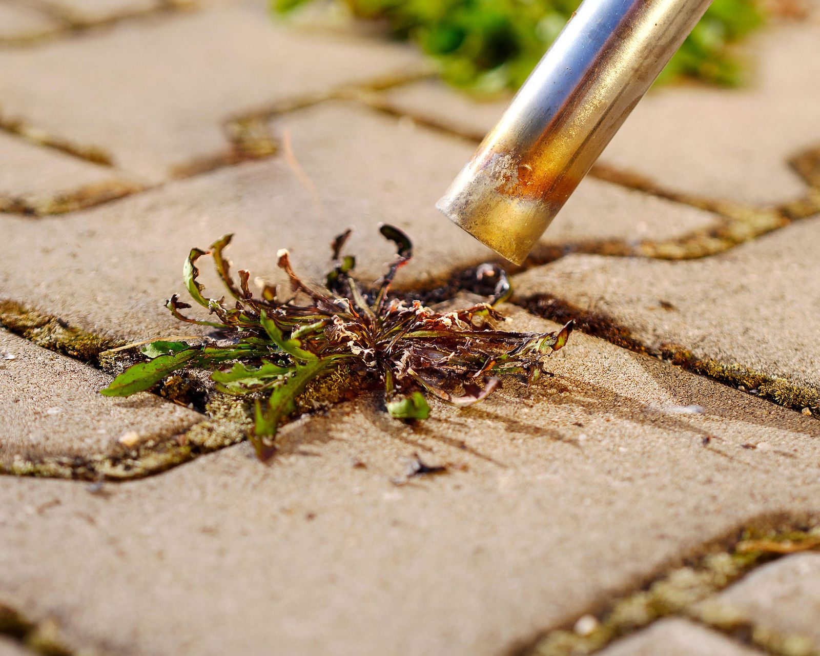 7 easy ways to remove weeds from patios and pavers Gardeningetc