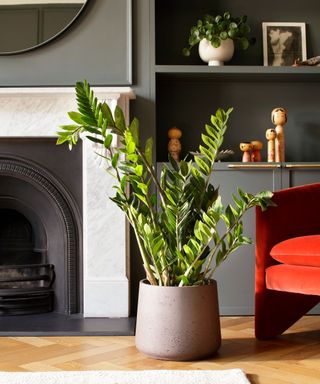 ZZ plant standing in fireplace