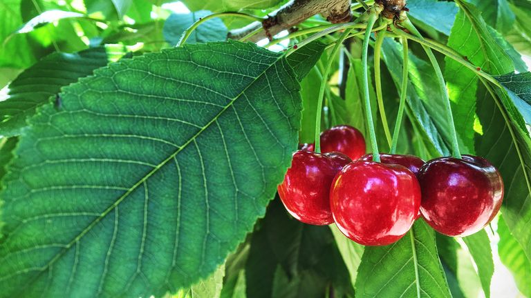 How to plant cherry trees – closeup of fruit