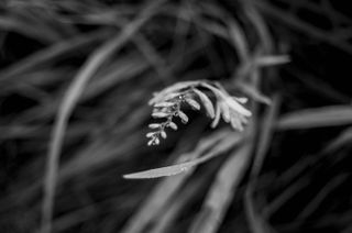 Flower in black and white, taken at f/2 aperture blurring out the background