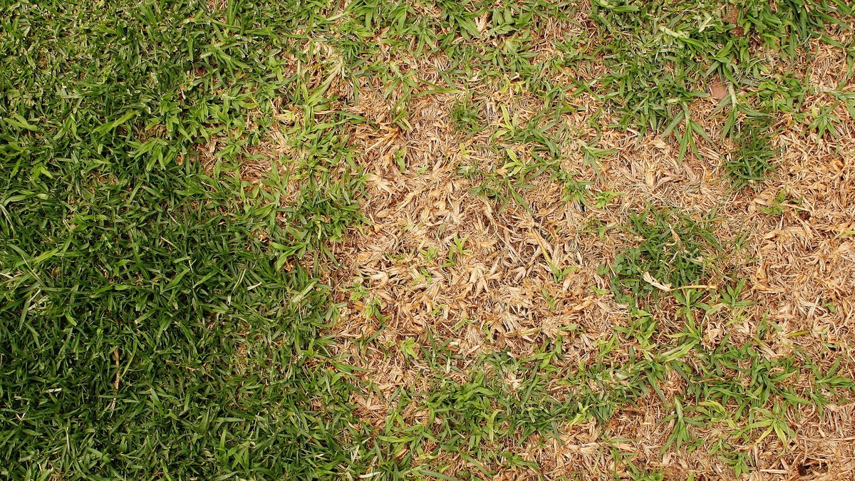 Brown patches in grass