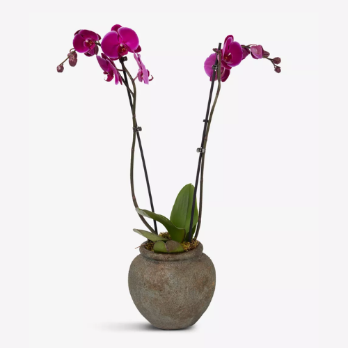 Pink Orchid 17cm