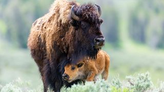 Adult bison and calf standing in scrub