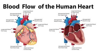 When a baby is born, the right side of its heart is dominant, but after birth the left ventricle becomes dominant.