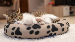 A cat lying down in a paw print cat bed