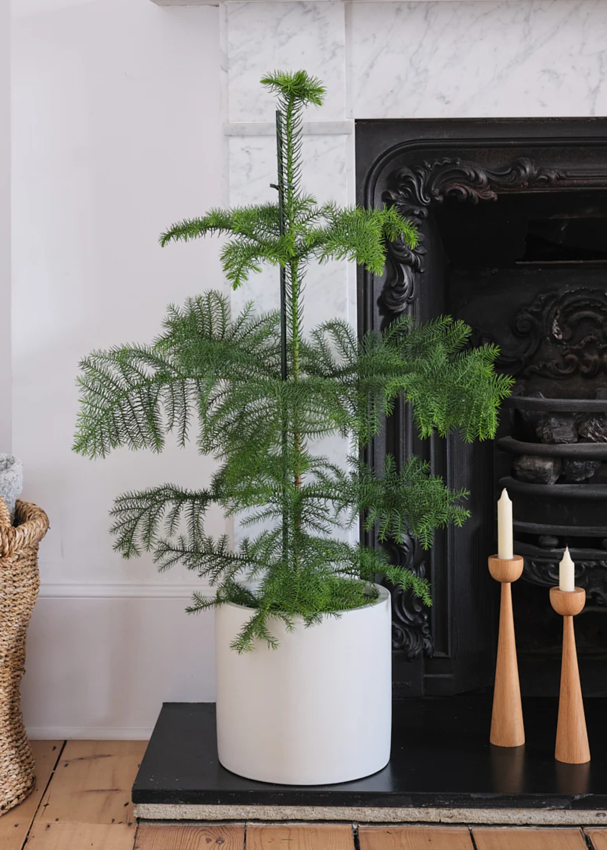 A potted Norfolk pine tree by flameless candles on wood tapers