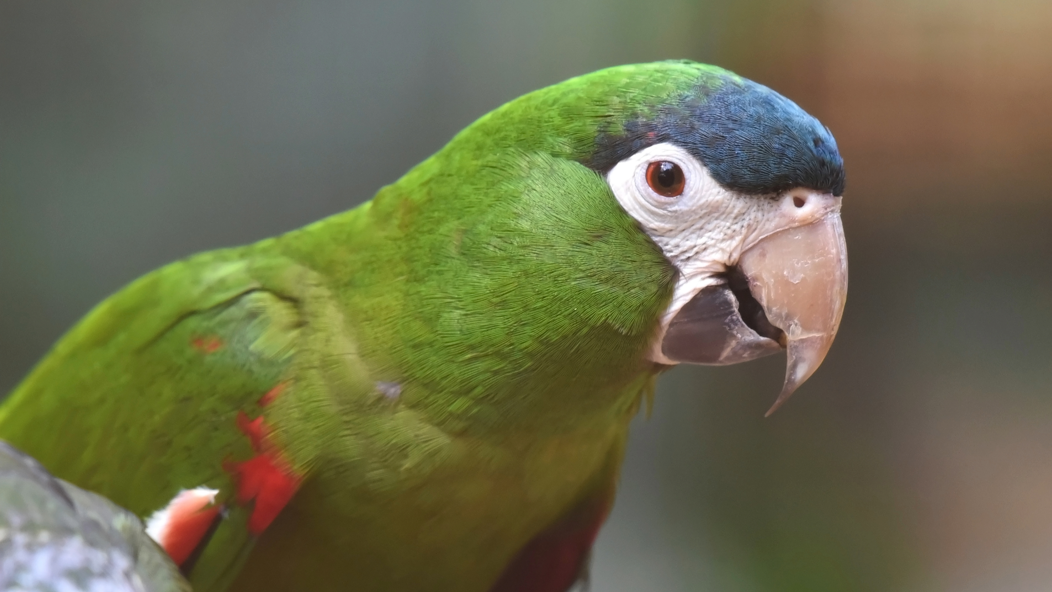 Red-shouldered macaw