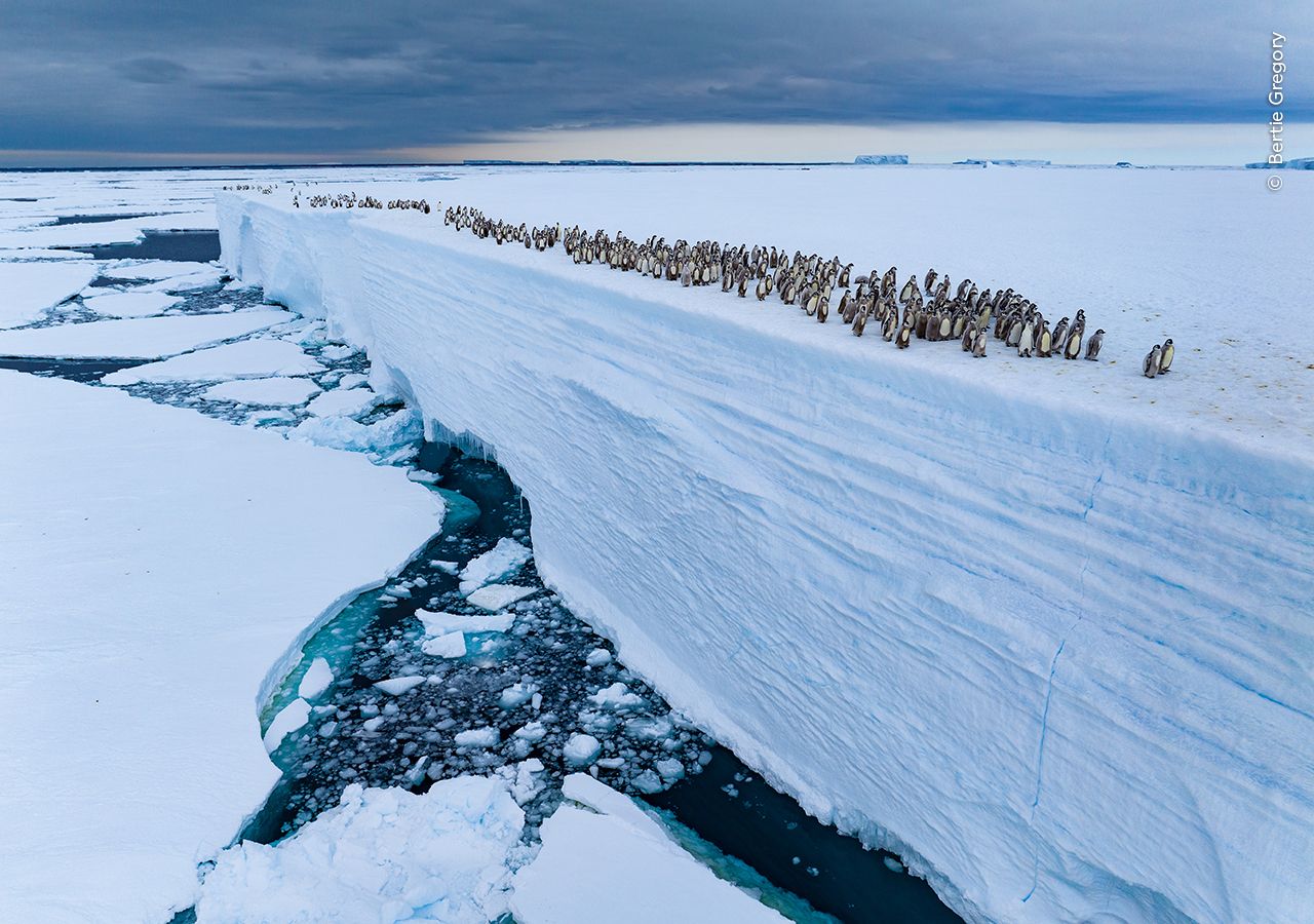A large colony of penguins lines a stark, flat iceberg edge overlooking icy, cracked waters. The sky is overcast, conveying a cold, serene atmosphere