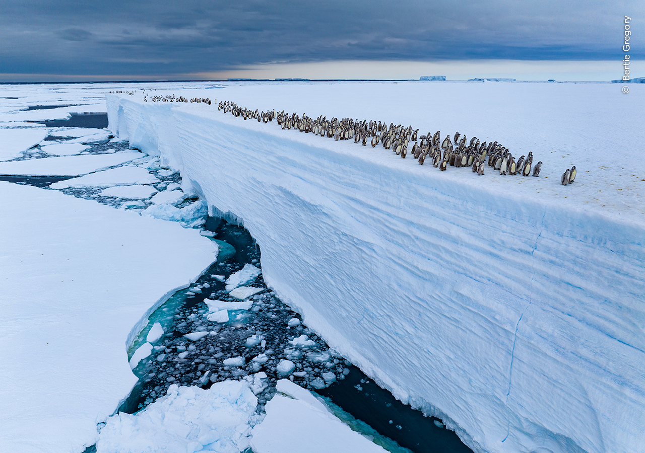 A large colony of penguins lines a stark, flat iceberg edge overlooking icy, cracked waters. The sky is overcast, conveying a cold, serene atmosphere