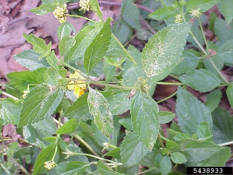 lantana lace bug