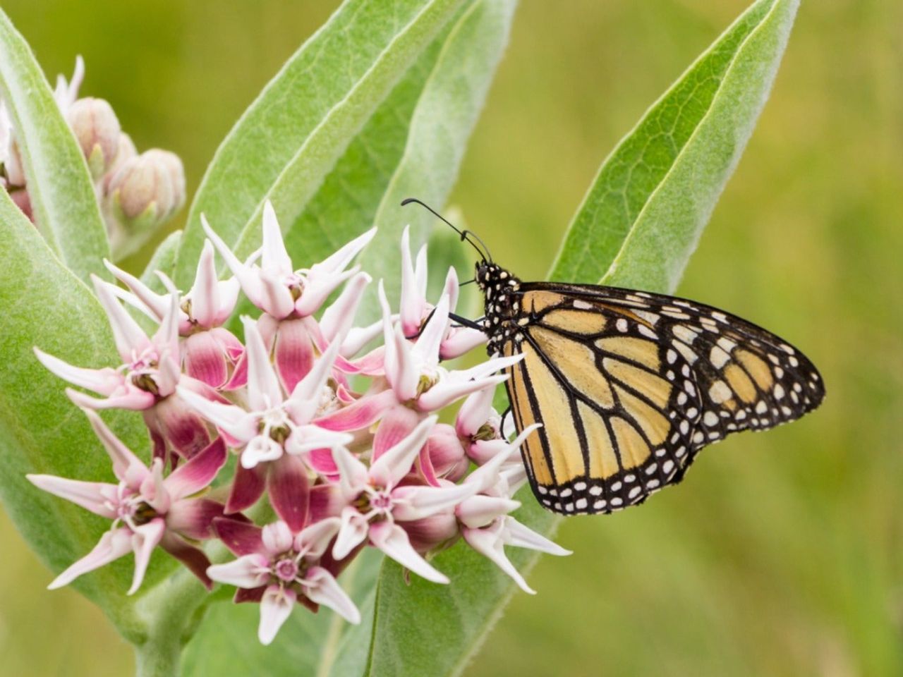 A monarch butterfly on a milkweed flower