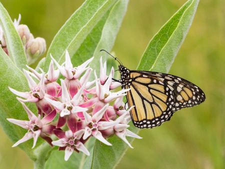 A monarch butterfly on a milkweed flower