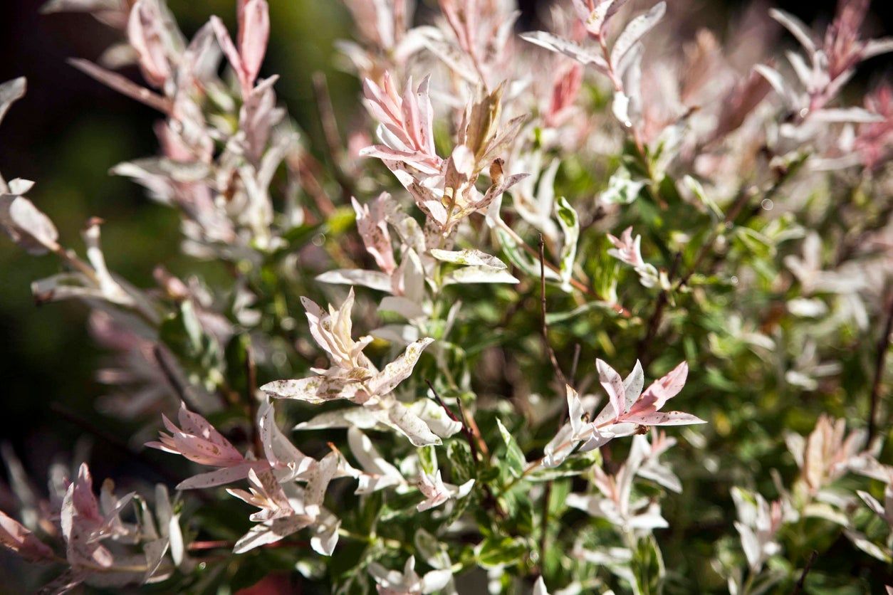 Pink Tinted Dappled Willow Plant