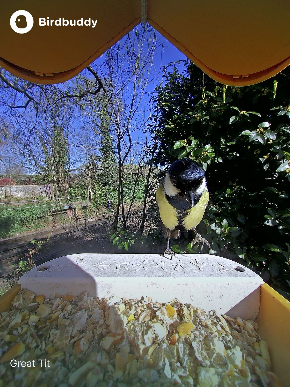 A selection of images of birds and wildlife feeding from the Bird Buddy