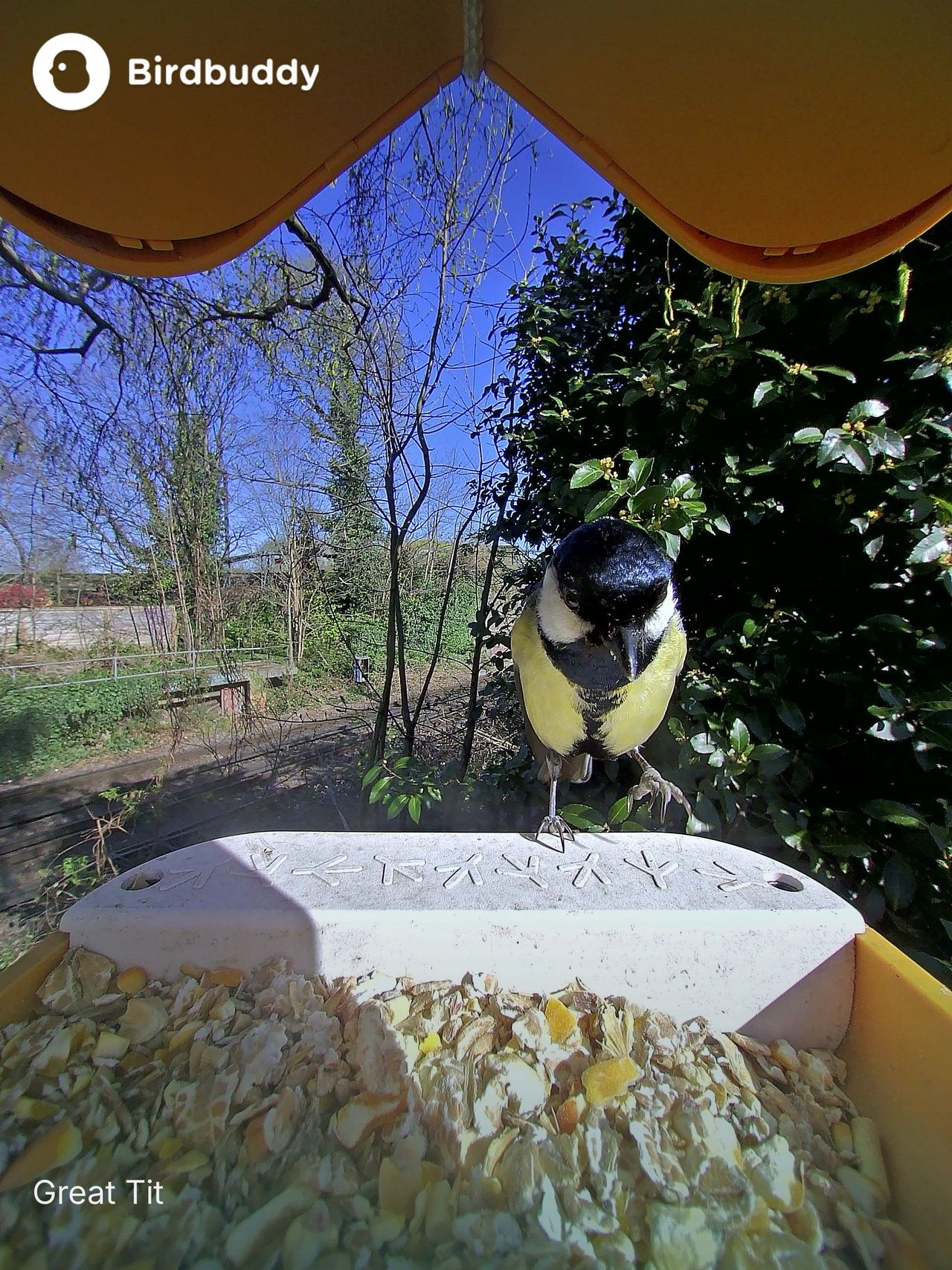 A selection of images of birds and wildlife feeding from the Bird Buddy
