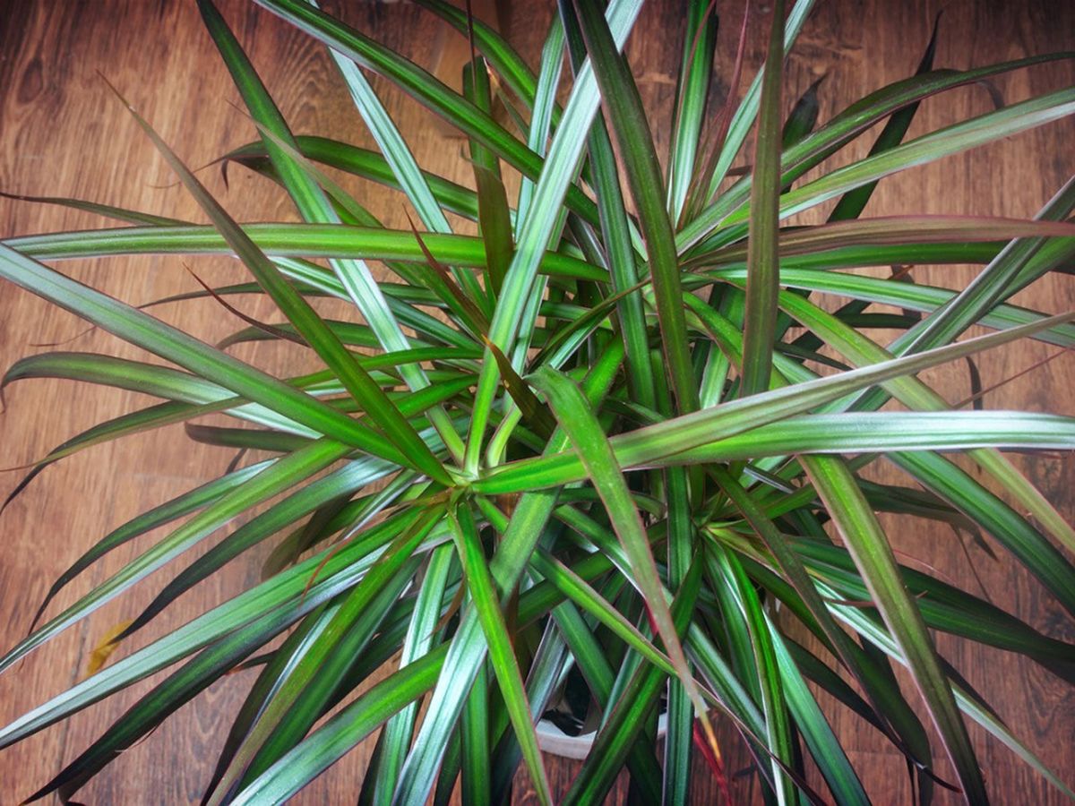 Dracaena Fertilizer Needs: When To Feed A Dracaena Plant | Gardening Know  How