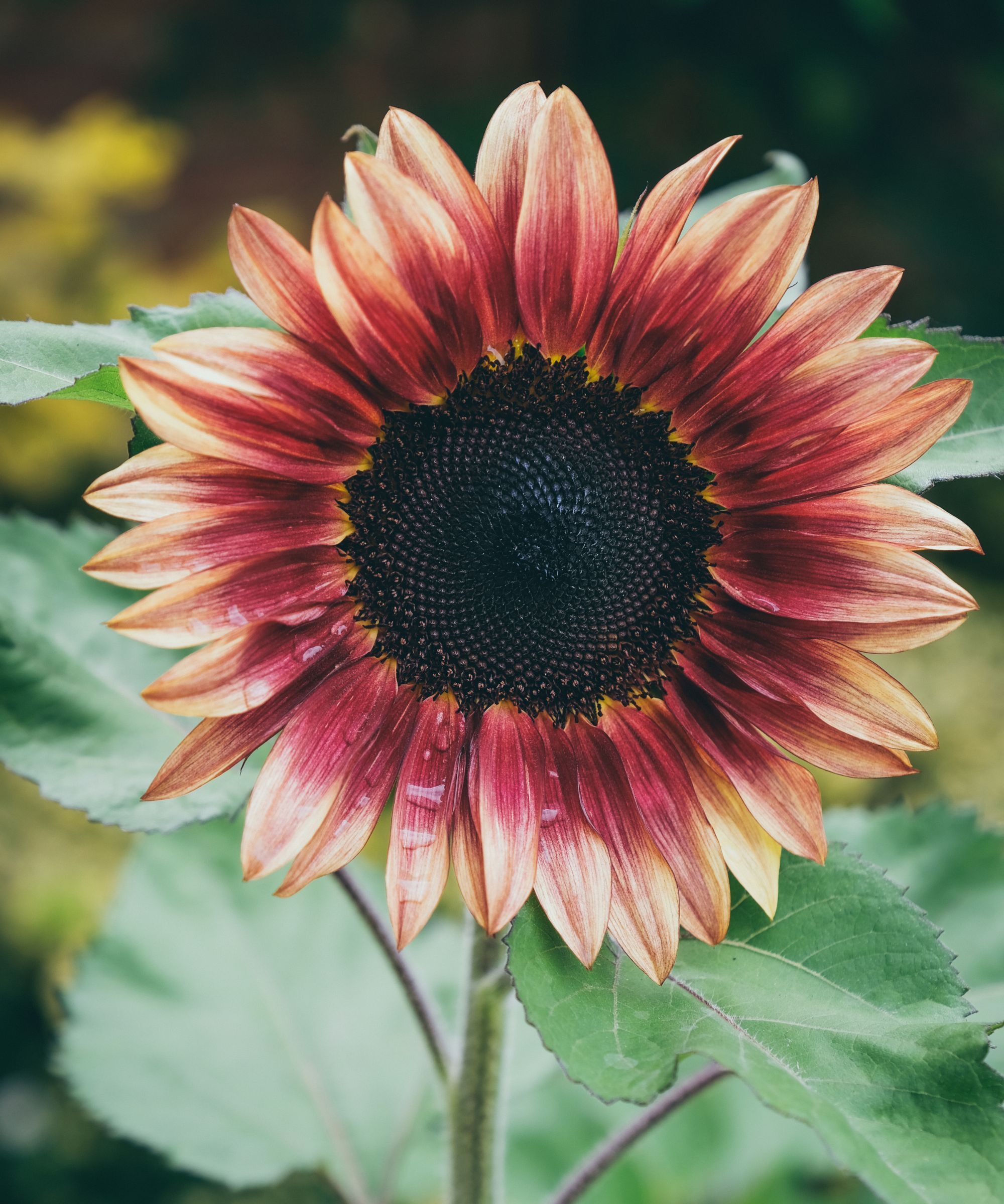 Pink sunflower