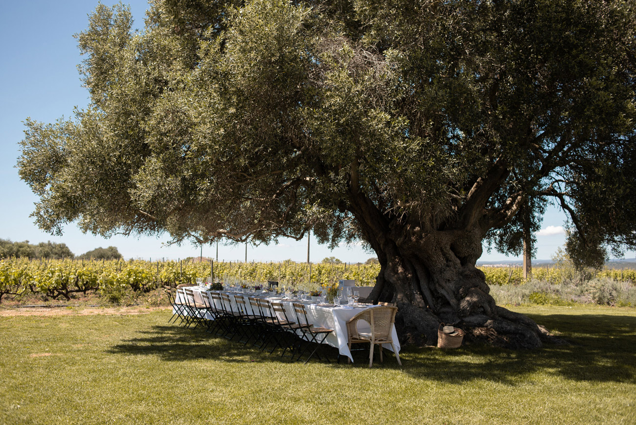 a table under a tree in a vineyard