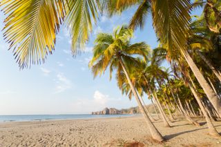Palm fringed exotic beach at sunrise, Costa Rica