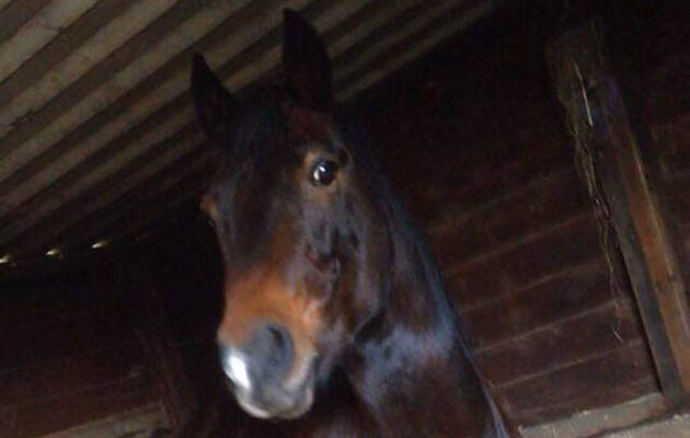 topper