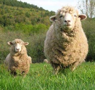 woolly sheep