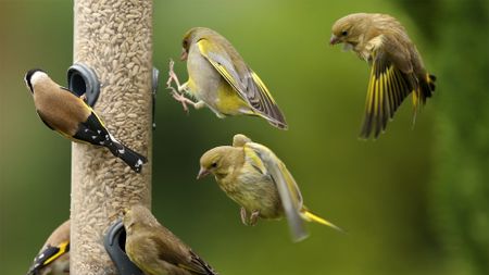 Greenfinches and Goldfinches on and around a bird feeder