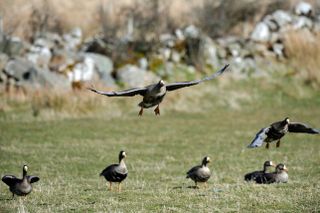 White-fronted geese (Anser albifrons)